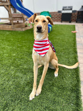 Load image into Gallery viewer, Stars &amp; Stripes Reversible Doggy Bandana

